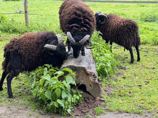 Unsere Qessantschafe " Die Daltons"